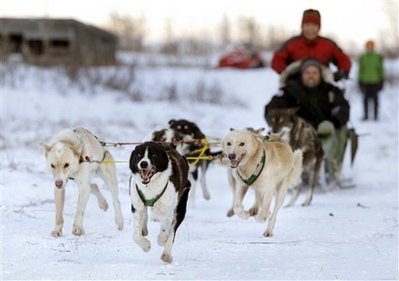 Sled dogs and mushers run a trail in the remote Inupiat Eskimo village Noorvik, Alaska., Sunday, Jan. 24, 2010. Mushers are practiceing for the arrival of the U.S. Census Bureau Director Robert Groves to formally launch the nations 2010 count in Noorvik, Alaska, where residents are planning a huge reception of traditional dancing and a feast of caribou, moose and other subsistence foods. (AP Photo/Carolyn Kaster)
