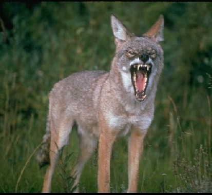 Did You Know? 90% of coyote deaths are caused by either being shot, trapped, or poisoned by humans.