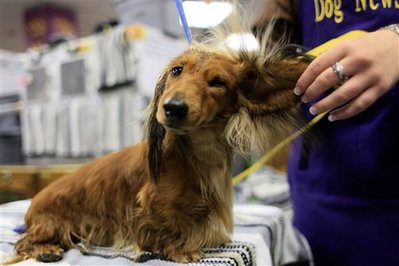 Fraiser, a 2-year-old dachshund  is groomed backstage during the 134th Westminster Kennel Club Dog Show, Monday, Feb. 15, 2010 in New York. There are 2,500 dogs competing at Madison Square Garden for the coveted title of best in show. The top prize will be presented Tuesday night. (AP Photo/Mary Altaffer)