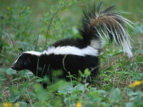 Skunks can only spray 15 times before they run out of their liquid supply. They must wait 10 days in order for their bodies to replenish more of the foul smelling chemical.