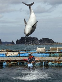 A dolphin demonstrates a flip at a dolphin pool in Taiji, southwestern Japan, where visitors can play with the animals Monday, March 8, 2010. The Japanese fishing village featured in The Cove, which won an Oscar for best documentary, defended Monday its practice of hunting dolphins as a part of its tradition. Residents of this remote village nestled on the rocky coast expressed disgust at the covertly filmed movie, which they said distorted the truth, though few acknowledged seeing it in its entirety. (AP Photo/Koji Sasahara)