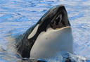 FILE - In this Saturday, Feb. 27, 2010 file photo, a killer whale raises its head out of the water during the first show since an orca killed a trainer at the SeaWorld theme park in Orlando, Fla. The latest killer whale involving Tilikum at SeaWorld attack raises anew the question of whether some animals, especially the biggest ones, have any business being tamed.  (AP Photo/Phelan M. Ebenhack, Pool, File)