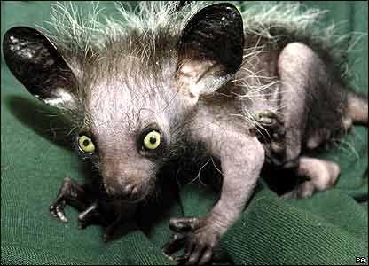 The Aye Aye is related to the lemur and can be found primarily in the eastern part of Madagascar.