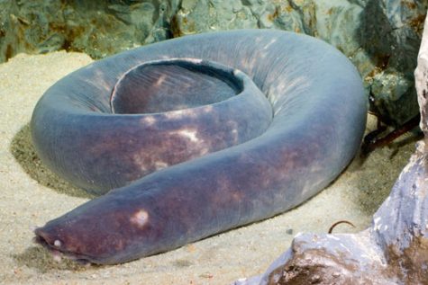 Did You Know? A Hagfish has four hearts and two brains. 