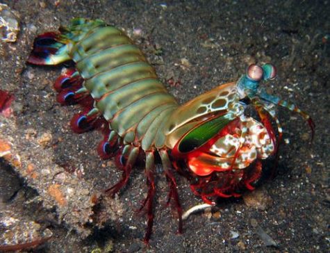 Did You Know? The swing of a mantis shrimp is so powerful that one of its mighty blows counts as two strikes due to the impact of its appendage on the victim and the shockwave that follows. Even if it misses, the shockwave is sufficient enough to kill or stun its prey.