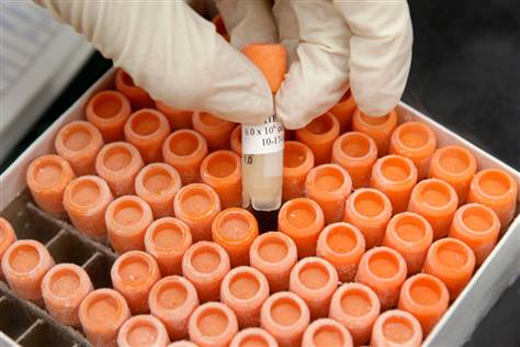 The court system of the United States has upheld stem cell research funding.