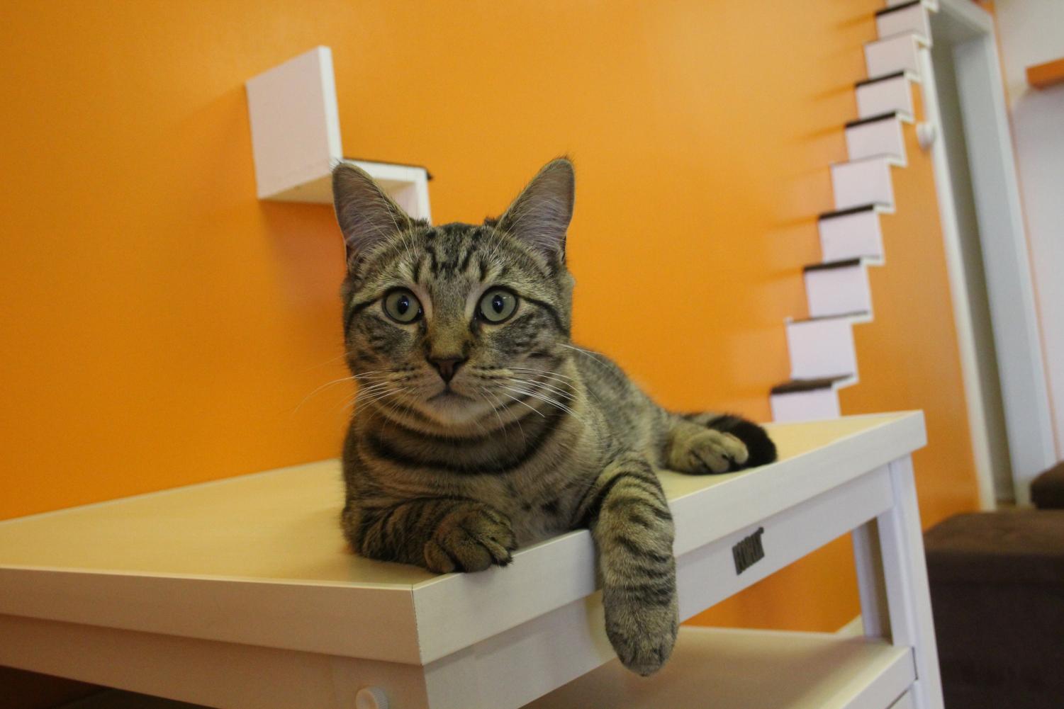 The Charger Bulletin Connecticut s First Cat  Caf  Opens 