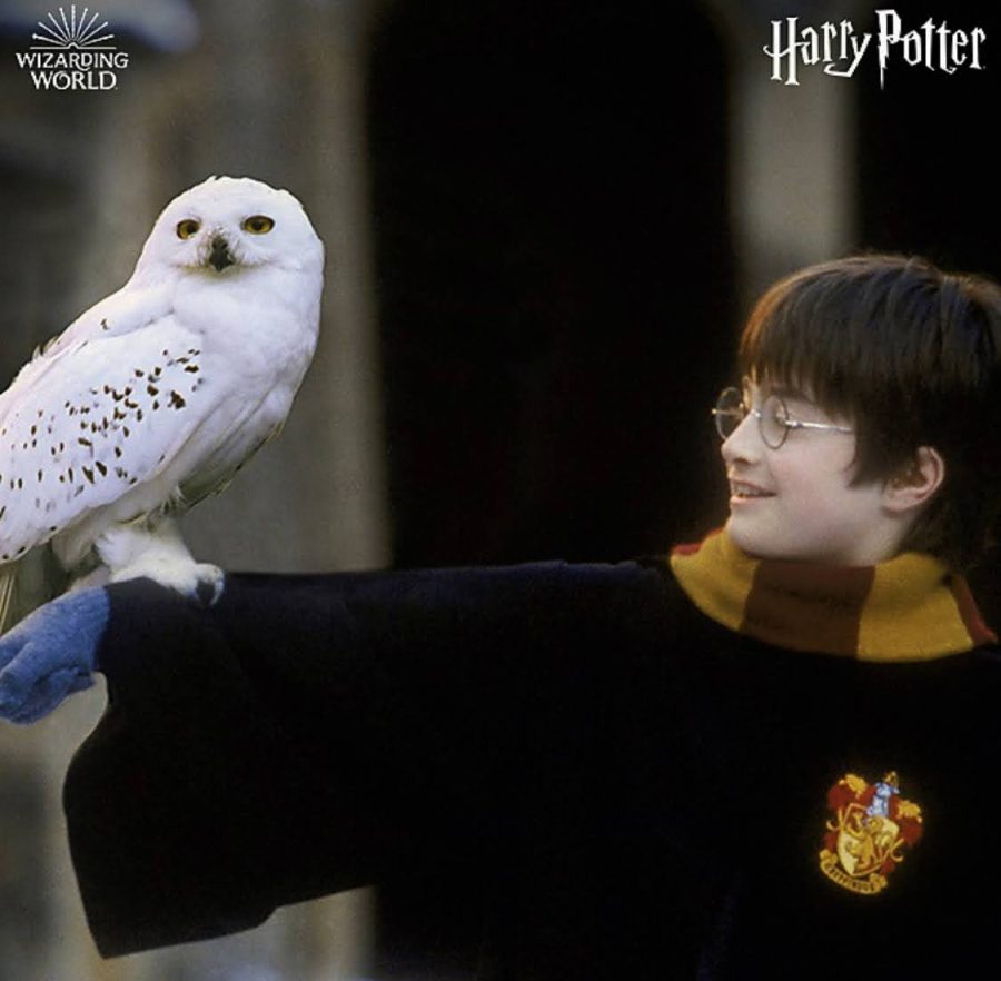 Daniel Radcliff as Harry Potter holds Hedwig during a scene.