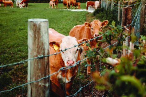 Two cows standing behind a fence at a dairy farm.