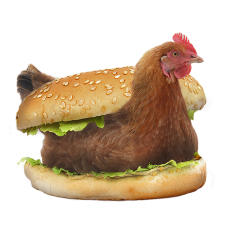 A live chicken in a sandwich, Jan. 29, 2023